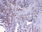 Anti-MAVS Picoband Antibody